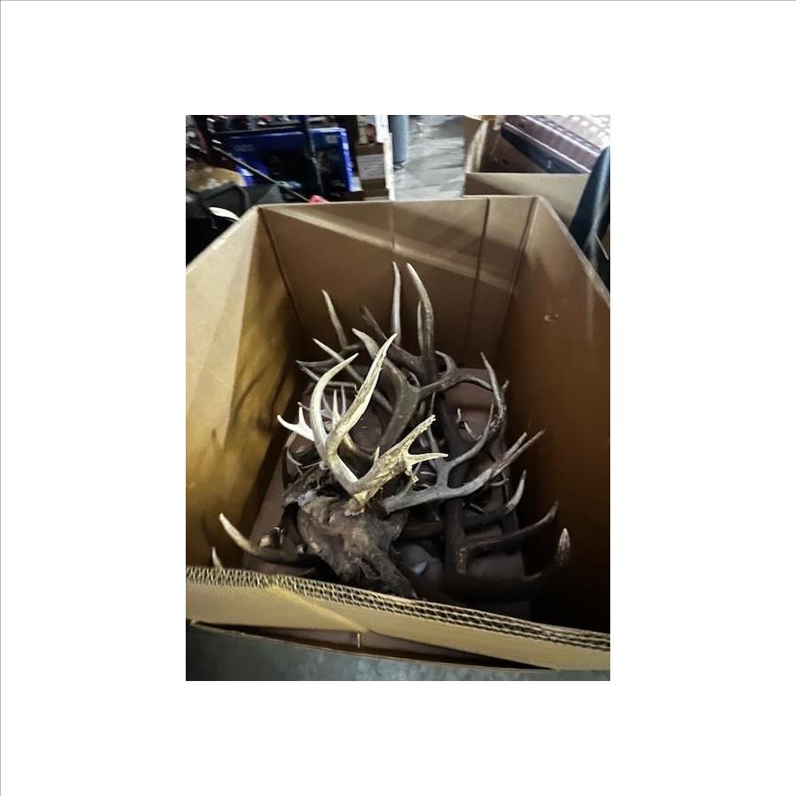 Pallet Of Animal Antlers