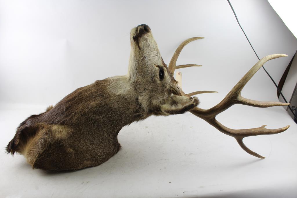 Bucky 8 Point Deer Head Wall Mount Property Room Bucky 8 Point Deer Head Wall Mount