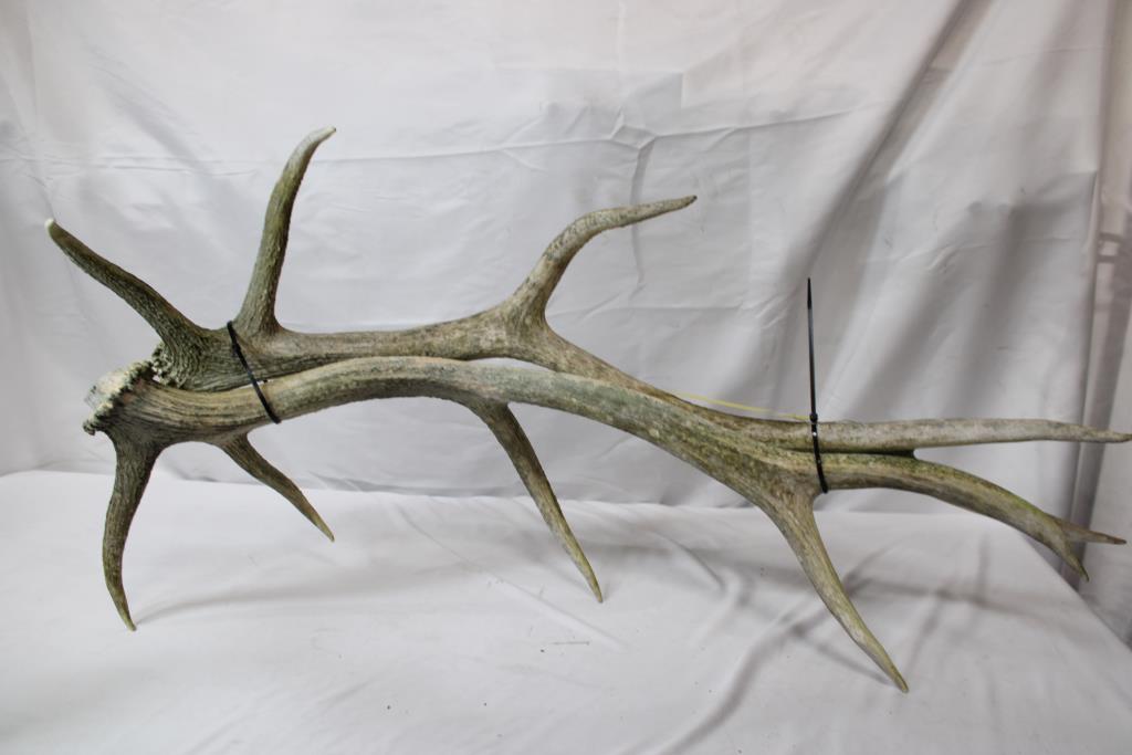 Antler Decor, 2 Pieces