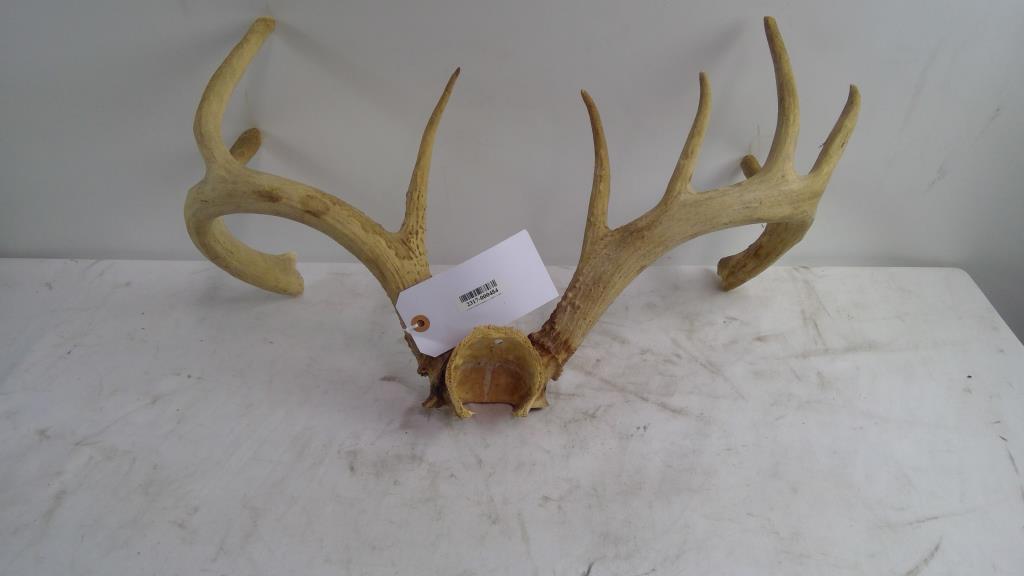 Antler Trophy Piece Property Room
