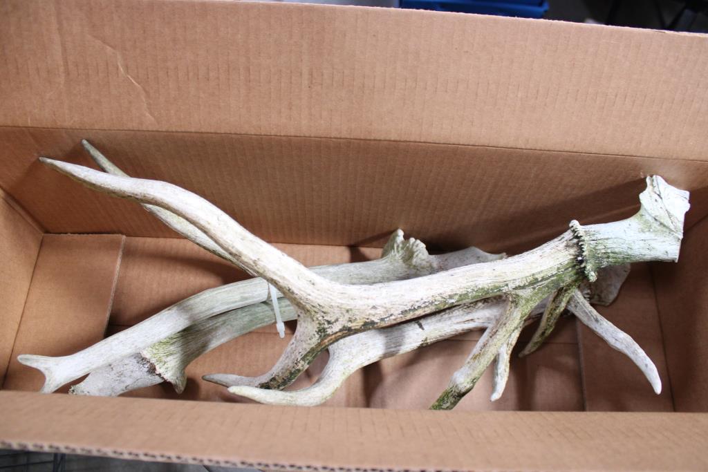 Antlers 2 Complete & 1 Broken 4 Pieces