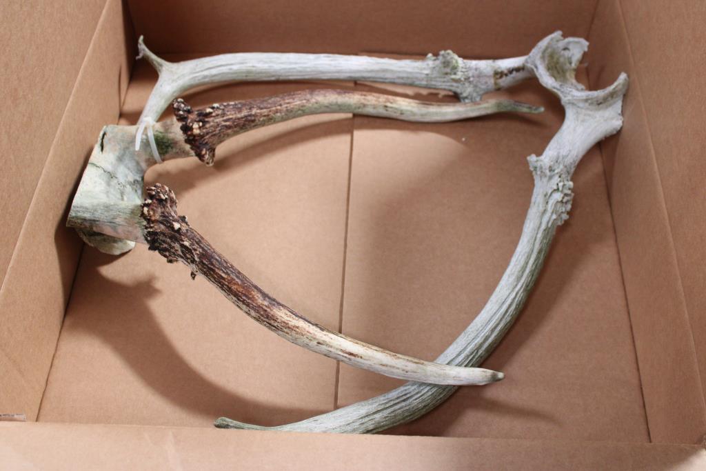 Antlers 2 Pieces