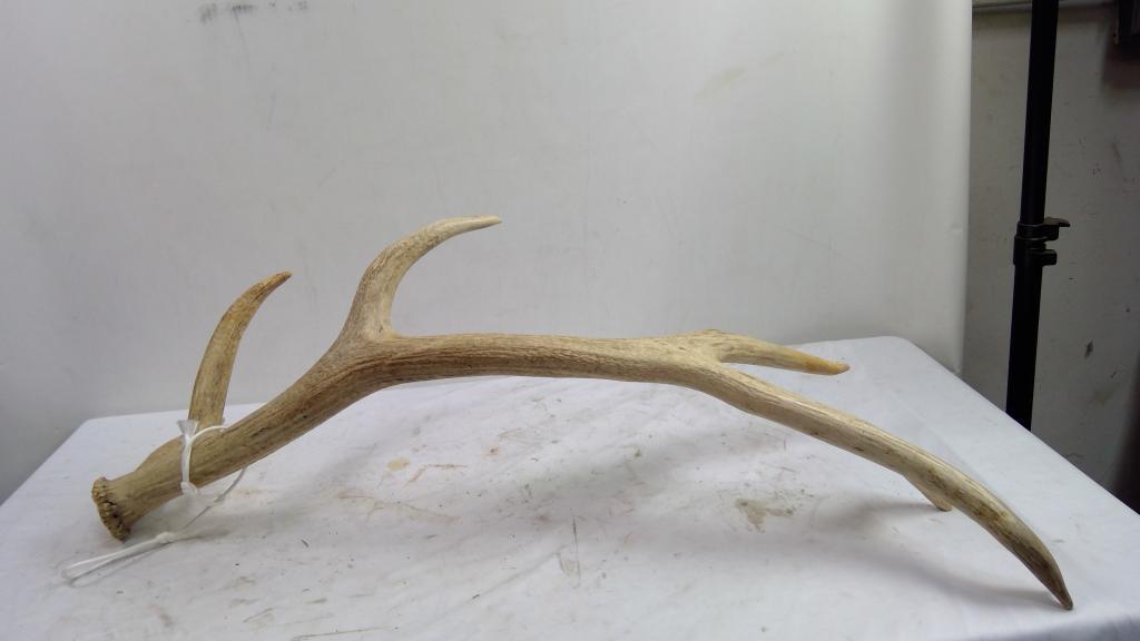 Decorative Antler, Single