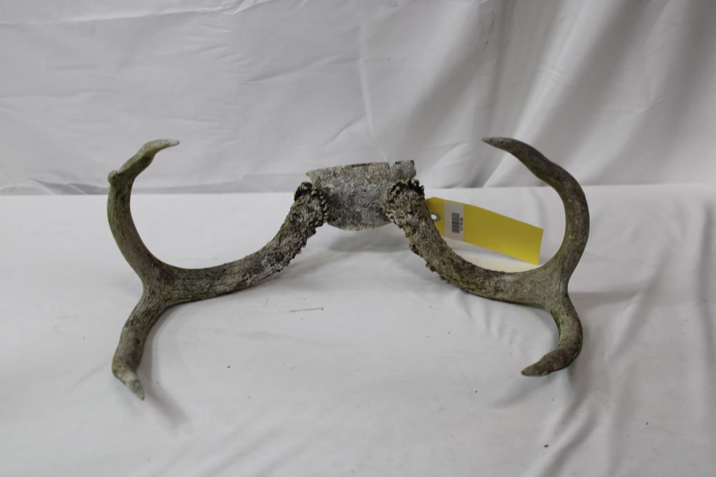 Decorative Antlers