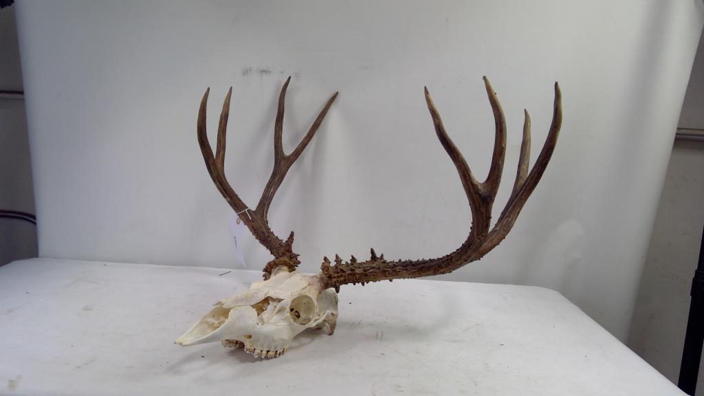 Deer Antler Mount