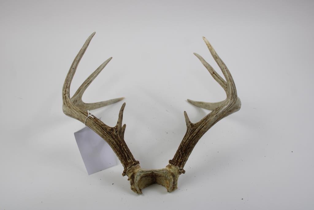 Deer Antlers Property Room