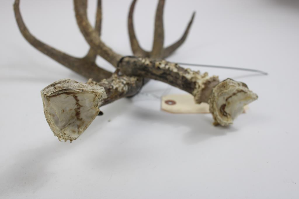 Deer Antlers With Fur Property Room