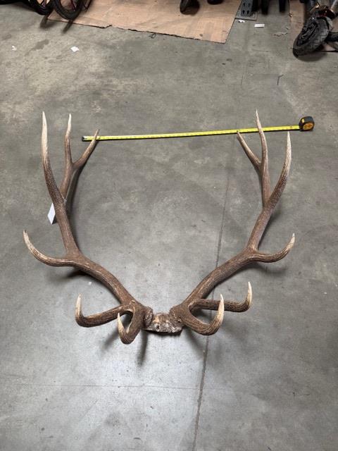 Elk Skull Cap With Horns