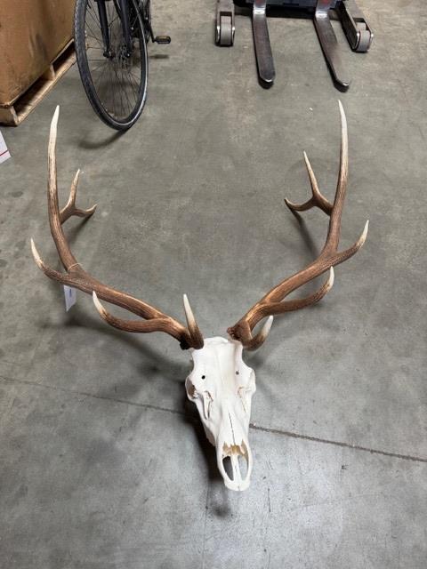 Elk Skull With Horns