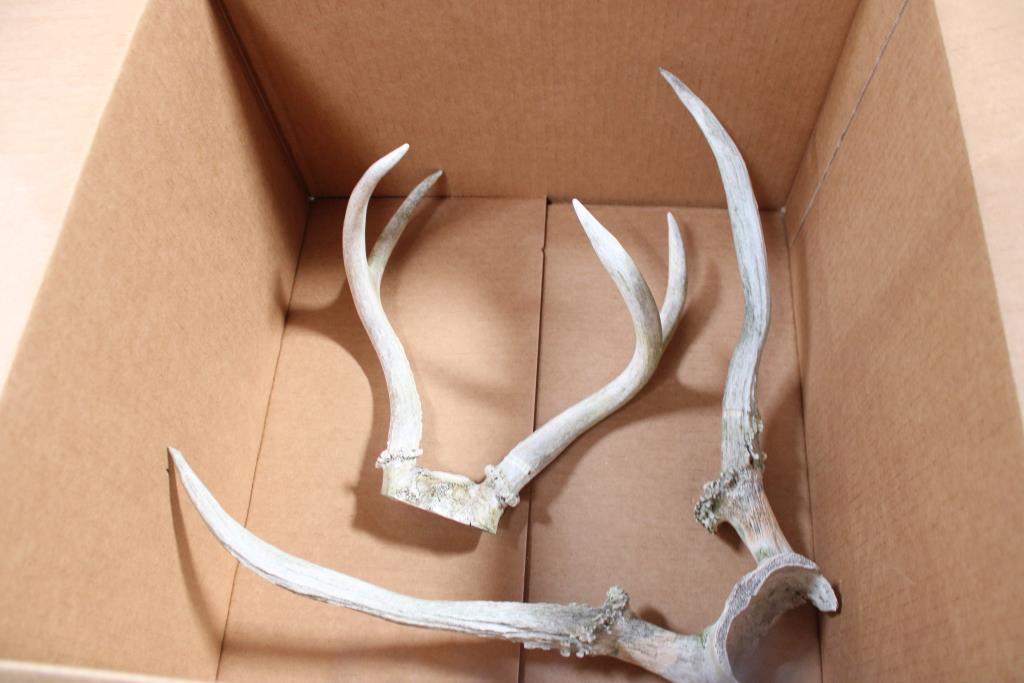 Small Antler & Large Antler 2 Pieces