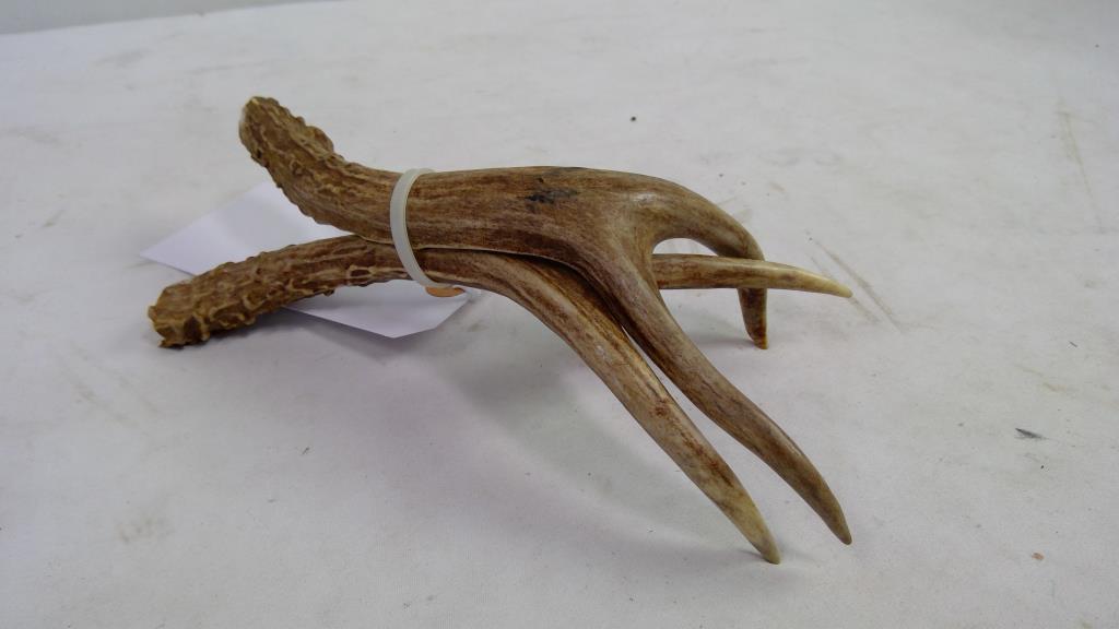 Small Mule Deer Antlers, 2 Pieces