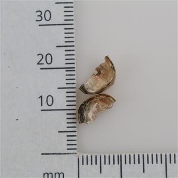 14kt Gold Pieces, 2 Pieces