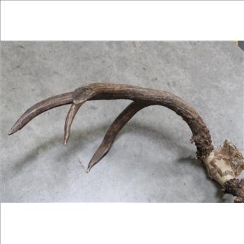 3x4 Mule Deer
