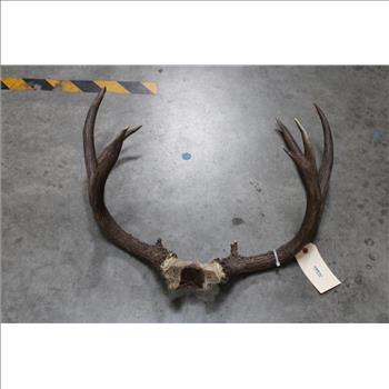 3x4 Mule Deer