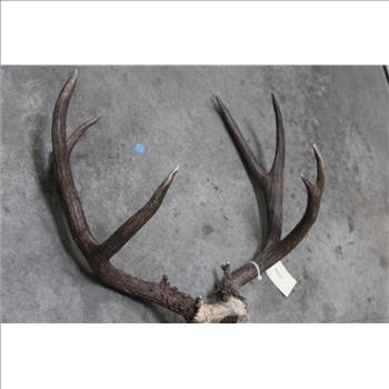 3x4 Mule Deer