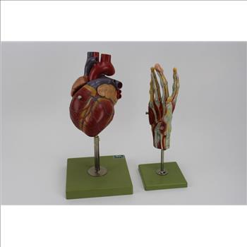5 Assorted Anatomy Part Models & An Ammonite Sculpture