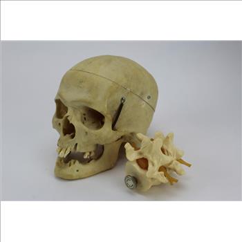 5 Assorted Anatomy Part Models & An Ammonite Sculpture