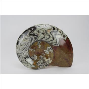 5 Assorted Anatomy Part Models & An Ammonite Sculpture