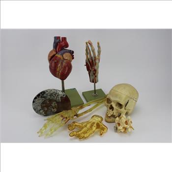 5 Assorted Anatomy Part Models & An Ammonite Sculpture
