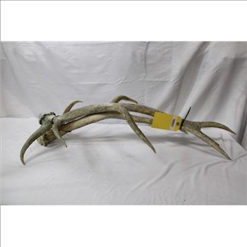 Antler Decor, 2 Pieces