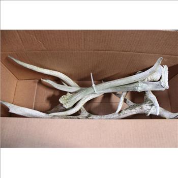Antlers 2 Complete & 1 Broken 4 Pieces
