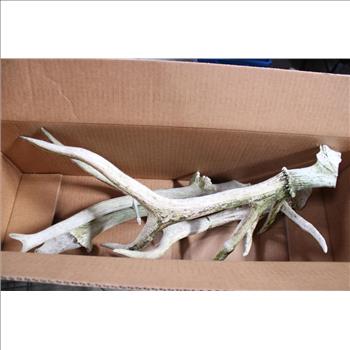 Antlers 2 Complete & 1 Broken 4 Pieces