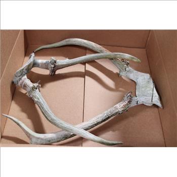 Antlers 2 Pieces