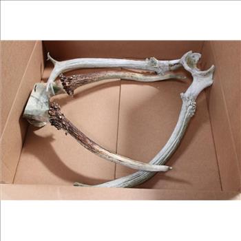 Antlers 2 Pieces