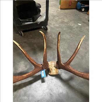 Authentic Elk Antlers