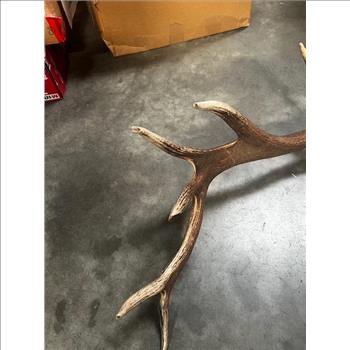 Authentic Elk Antlers