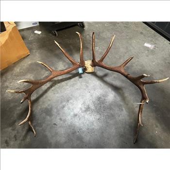 Authentic Elk Antlers