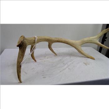 Decorative Antler, Single