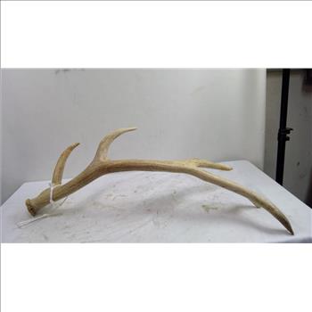 Decorative Antler, Single
