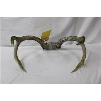 Decorative Antlers