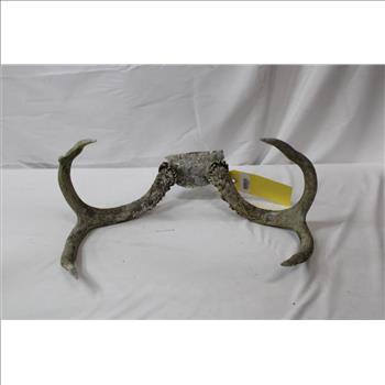 Decorative Antlers