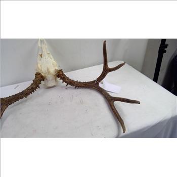 Deer Antler Mount