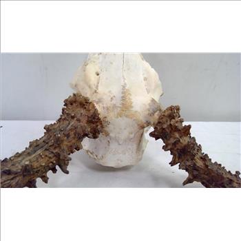 Deer Antler Mount