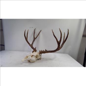 Deer Antler Mount