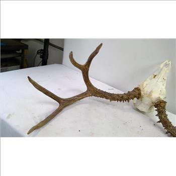 Deer Antler Mount
