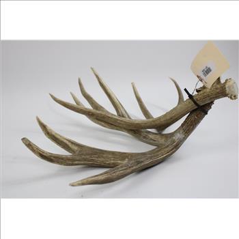Deer Antlers