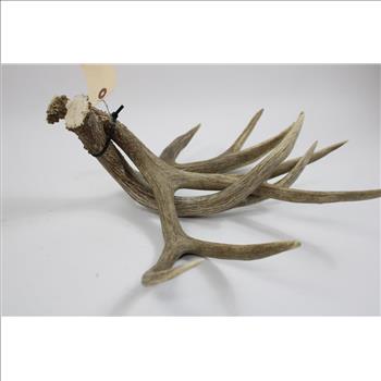 Deer Antlers