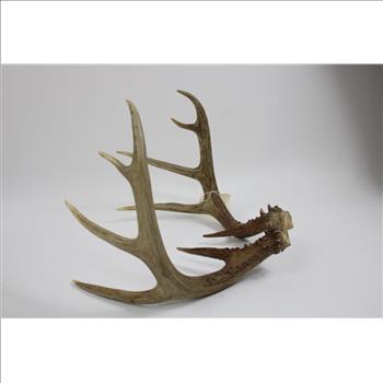 Deer Antlers