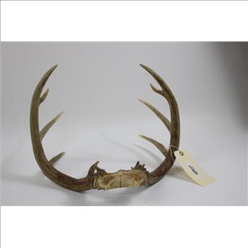 Deer Antlers