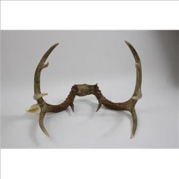 Deer Antlers