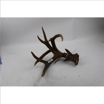 Deer Antlers