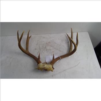 Deer Antlers