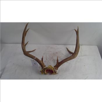 Deer Antlers