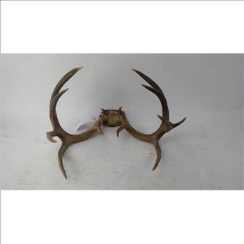Deer Antlers