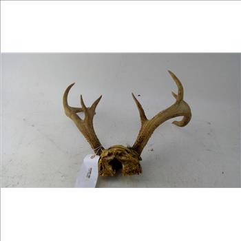 Deer Antlers