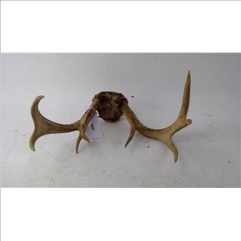 Deer Antlers